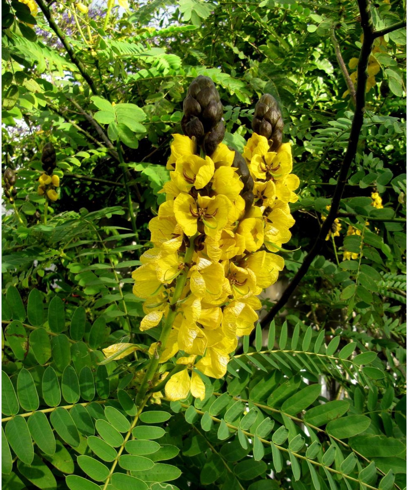 Popcorn Cassia Senna didymotbotrya Plant~Small Starter Plant~SMELLS LIKE POPCORN