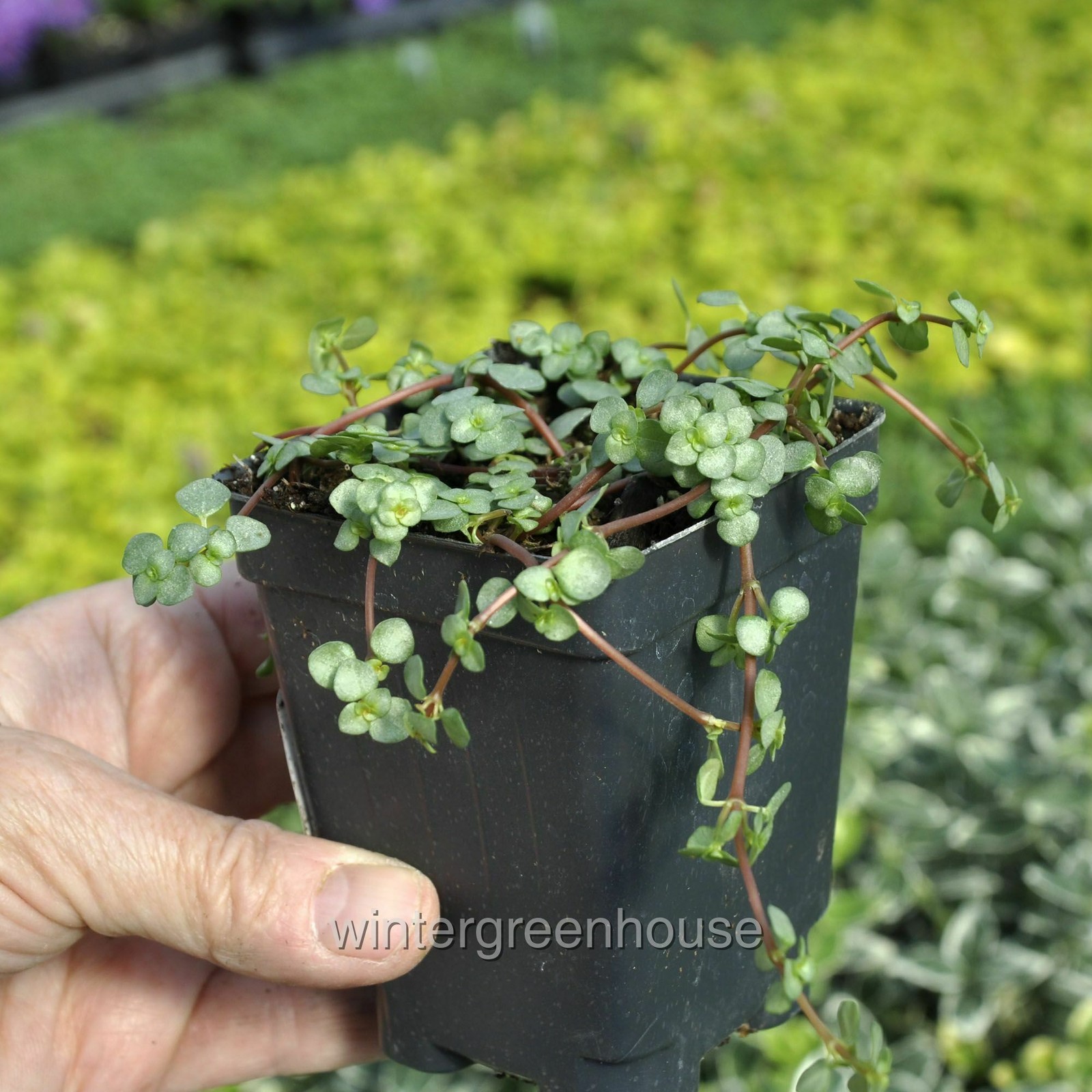 Pilea glauca, Red Stem Pilea, Silver Sprinkles, Container Size: 3″ (2.6×3.5″)