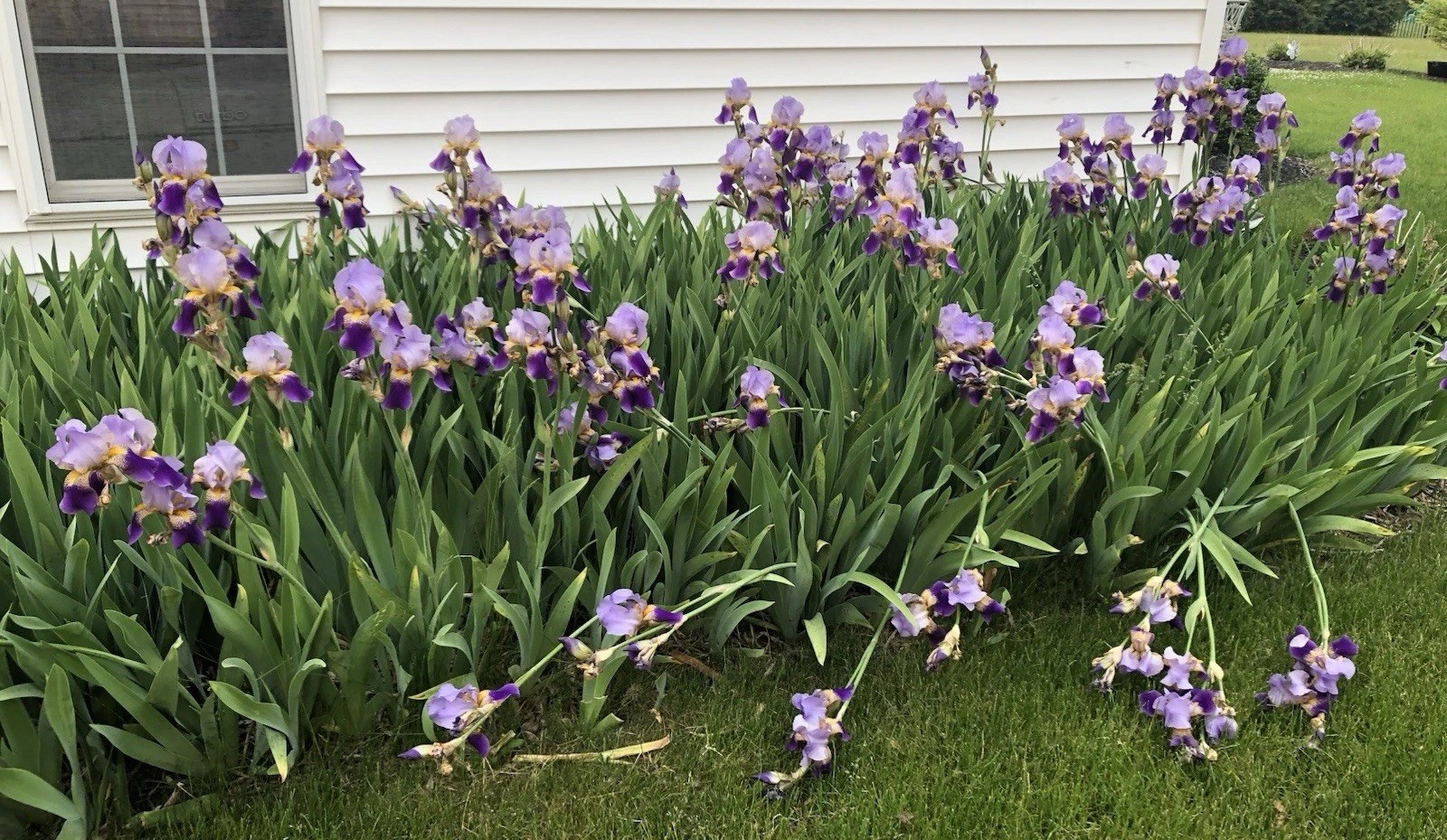 Purple Bearded Iris Rhizomes Bulbs Quantity of 10- Large Bulbs Free Shipping!