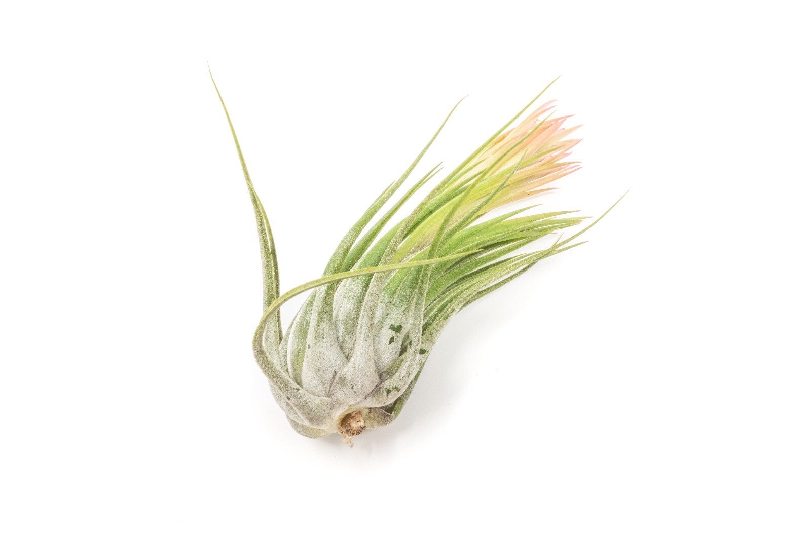 Assorted Tillandsia Scaposa/Kolbii Air Plants – Live Indoor/Outdoor Decor