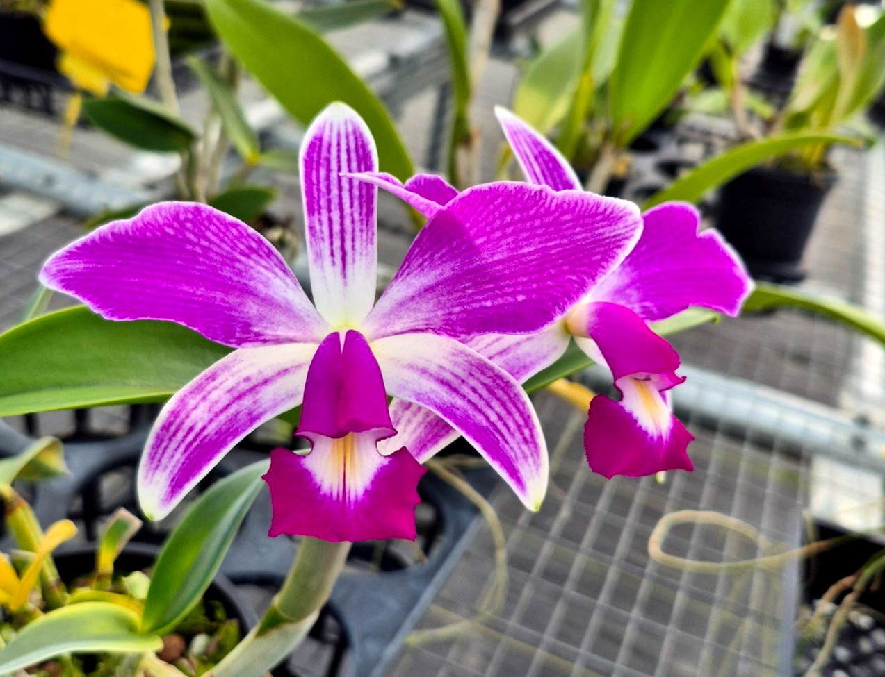 Cattleya violacea v. flamea x sib very nice orchid species exceptional flask!!