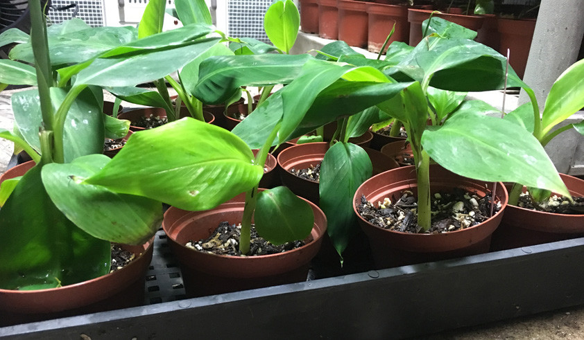 Dwarf Cavendish Banana – Live Banana Plant – Dwarf Banana