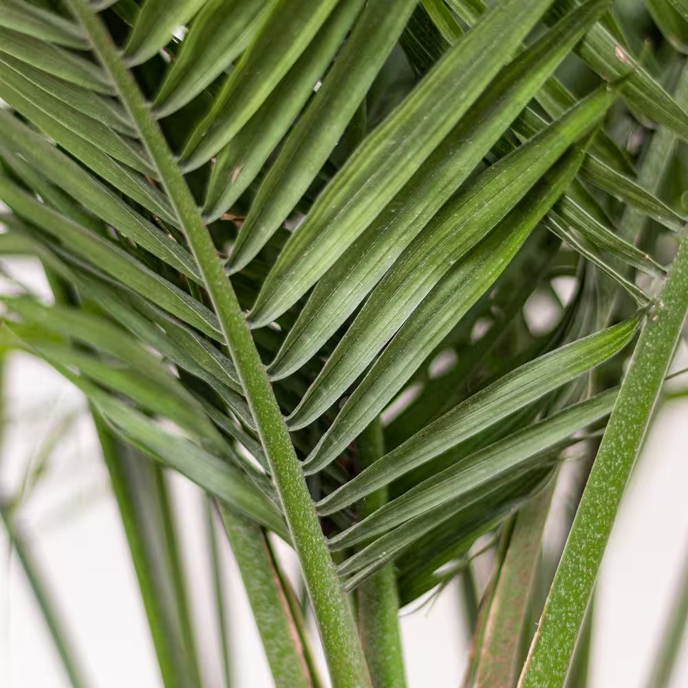 Majesty Palm Plant in 9.25 In. Grower Pot