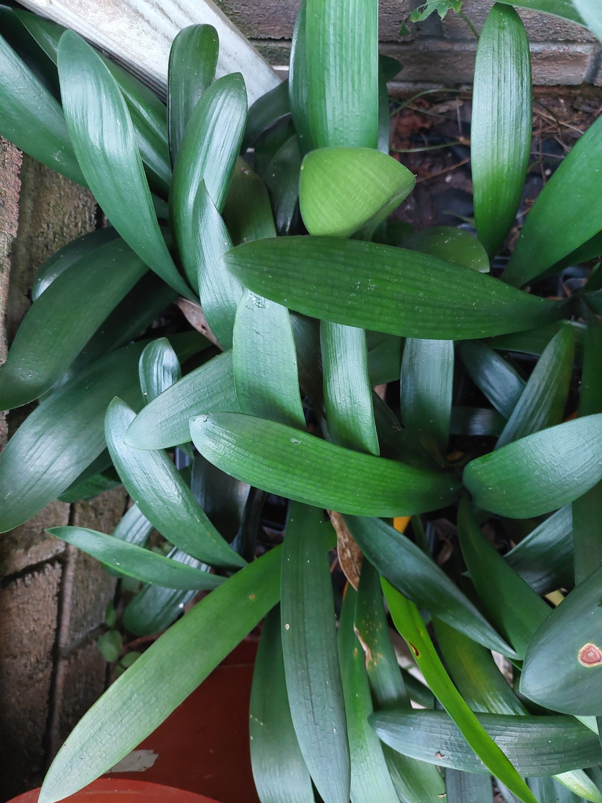 Clivia Miniata Broadleaf Belgian, 5y old, no flower, USA seller