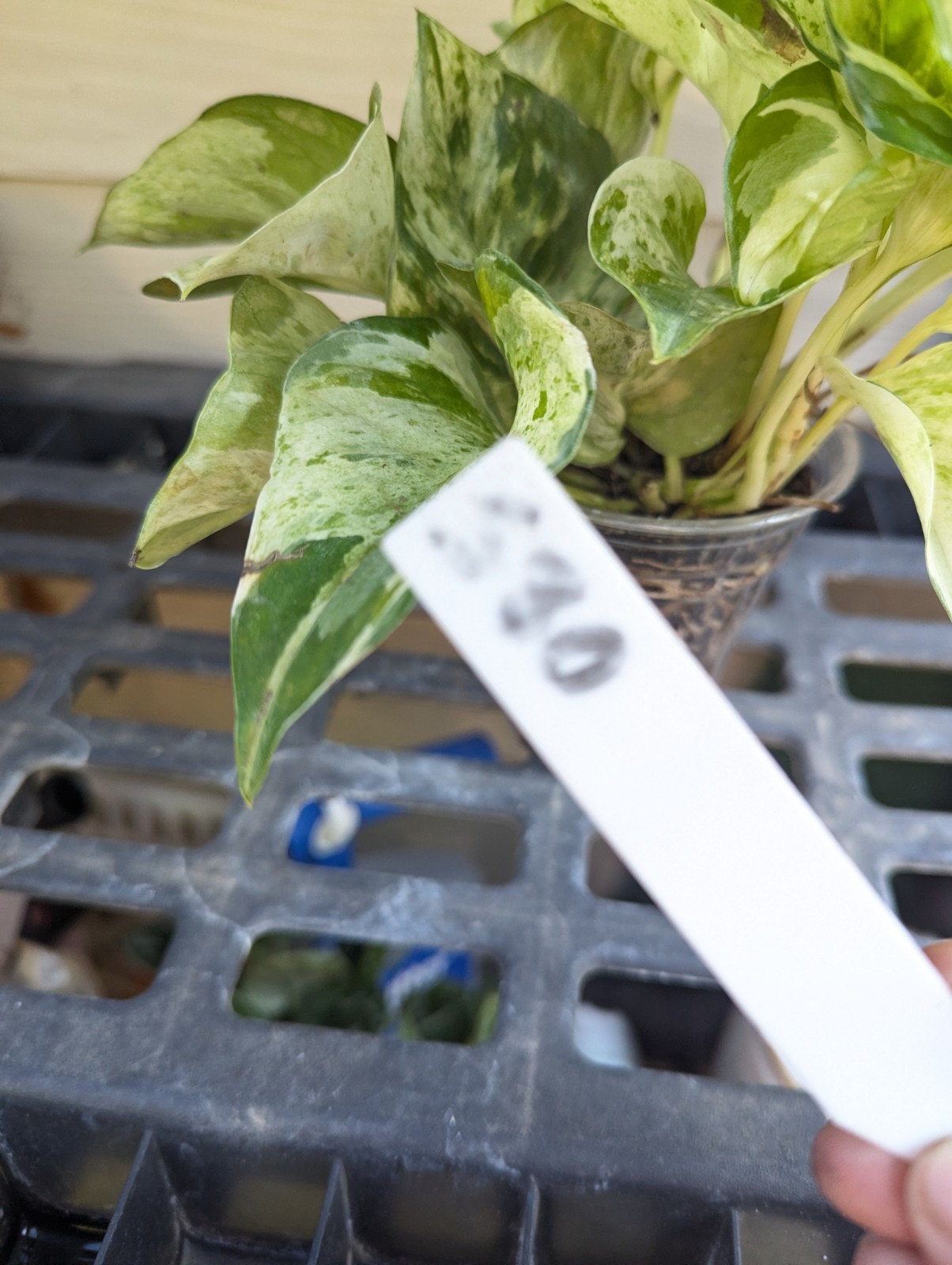 Manjula Pothos Plant