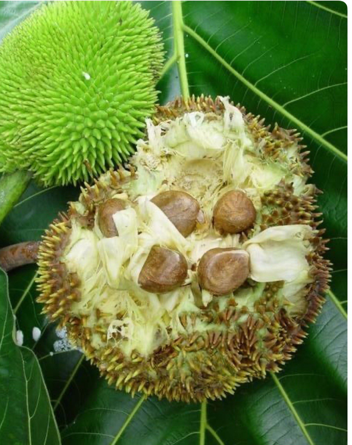 Breadnut (Artocarpus camansi) 10 Seeds Tropical Fruit Tree Rare Kamansi Pana