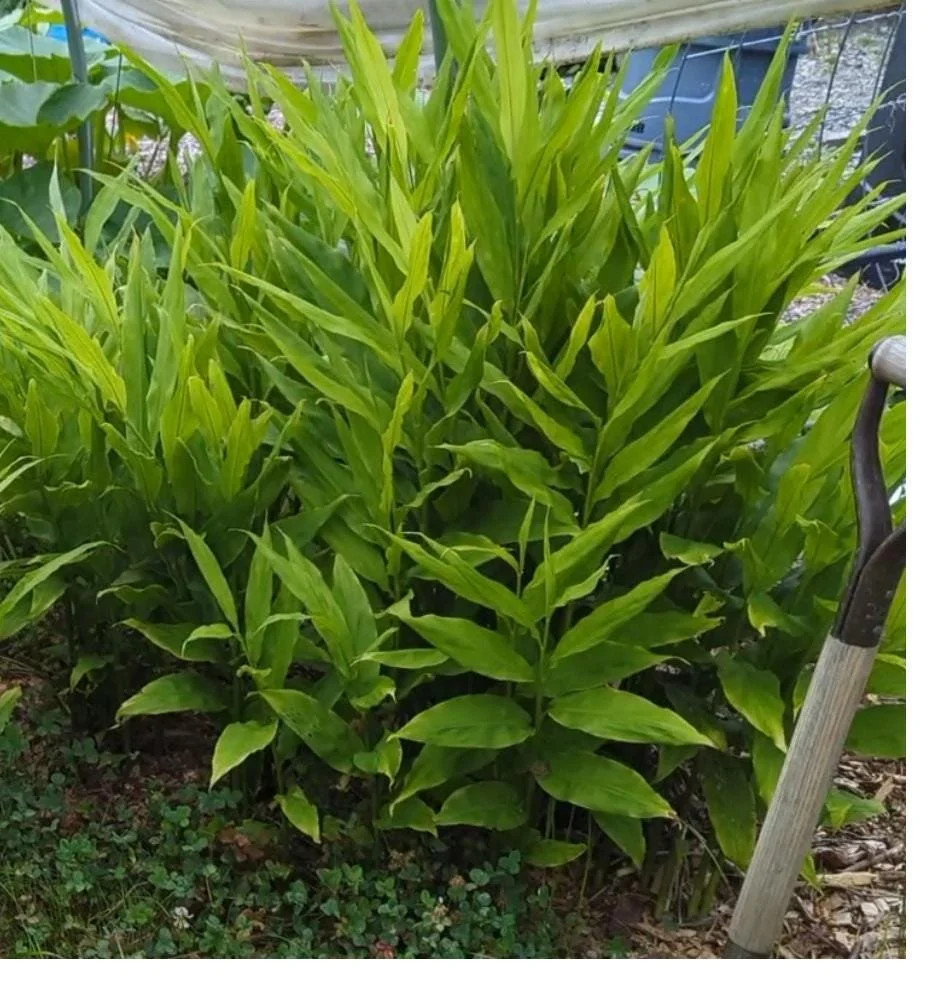 Myoga Ginger Live Roots, Cold Hardy Young Plants (Zone 5b)