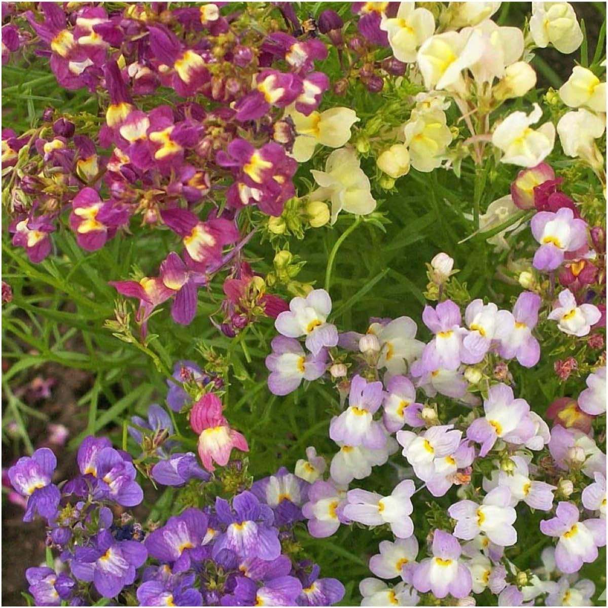 Fairy Bouquet Snapdragon Seeds – Blend of 5,000 Heirloom Seeds for Planting Lina
