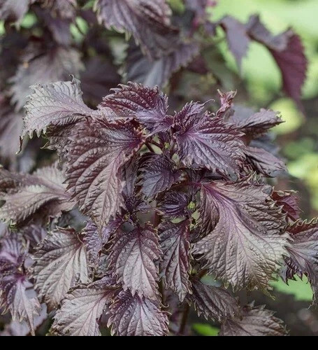 4+1 free live plant Purple Shiso Perilla Japanese Basil Red Mint NON-GMO organic