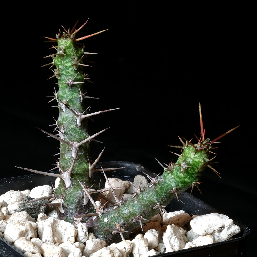Euphorbia quadrispina – 2.5″ tall pot – Euphorbia