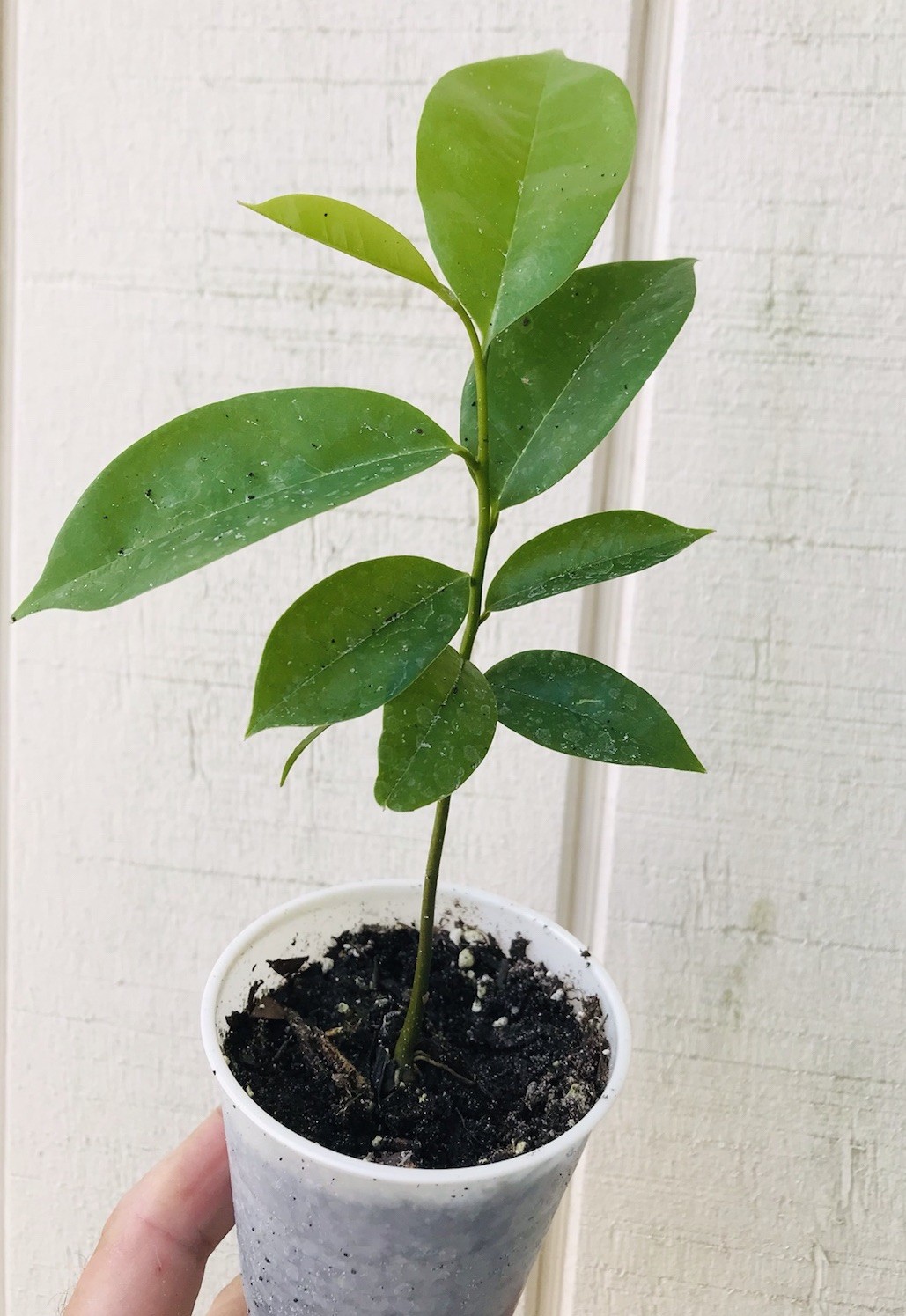 Soursop Tree Guanabana Live Fruit Tree 6-10” Healthy Young Plant In 4” Pot NO CA