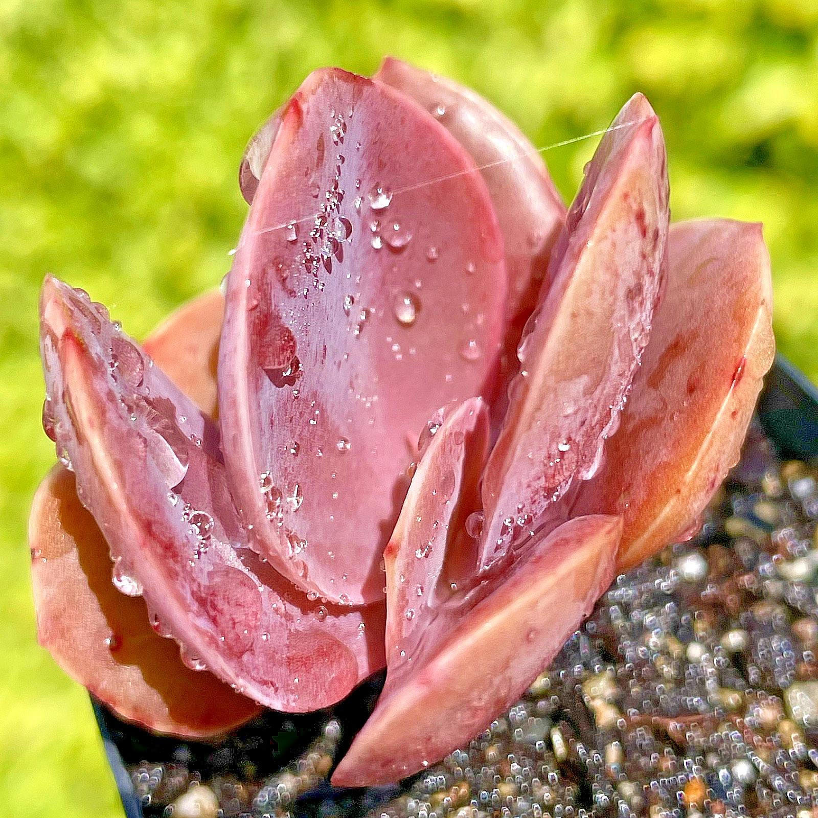 Rare Imported Burgundy Red Pink Paddle Succulent Rooted Live Plant 2.5-3″
