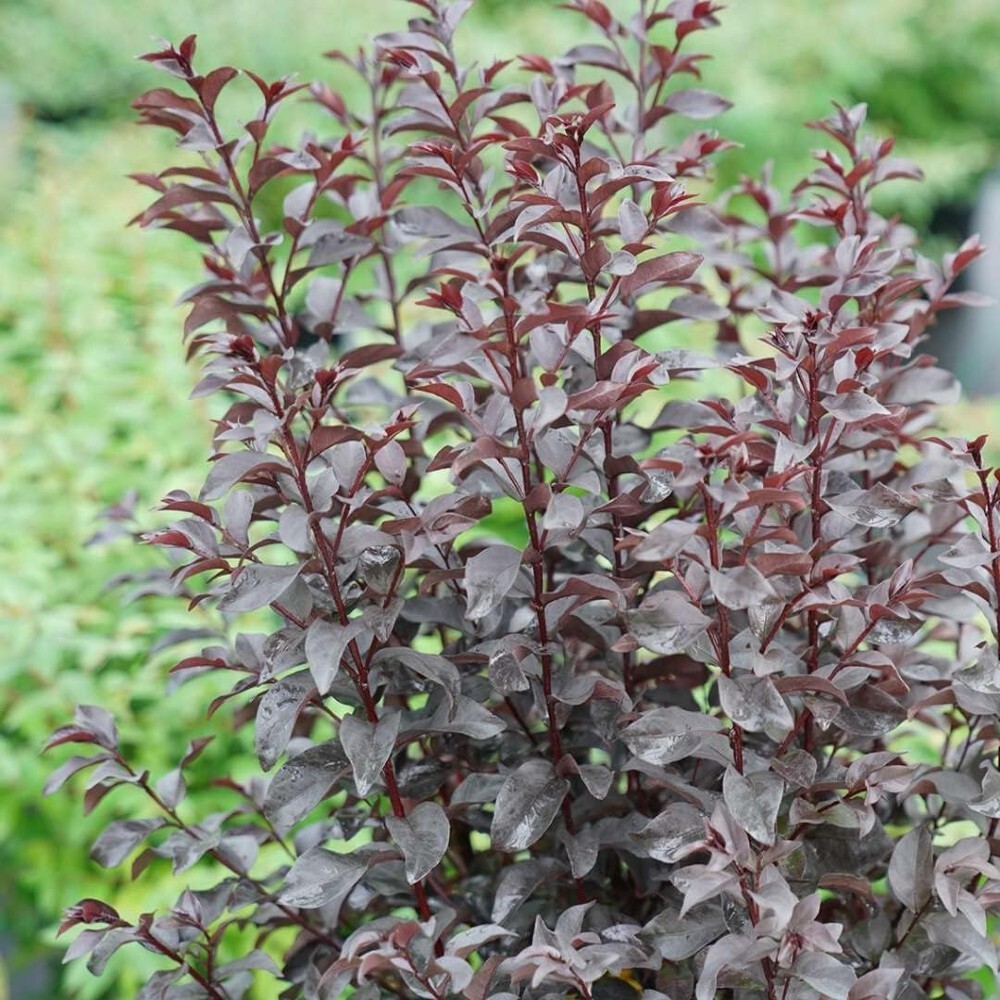Lagerstroemias Center Indicas Crapemyrtles Stages Red Outdoors Live Plant 4″ Pot