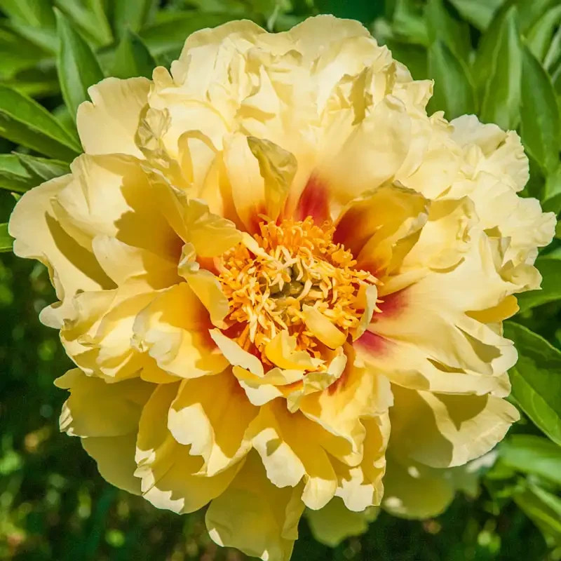 1 Bareroot Itoh ‘Bartzella’ Peony Paeonia