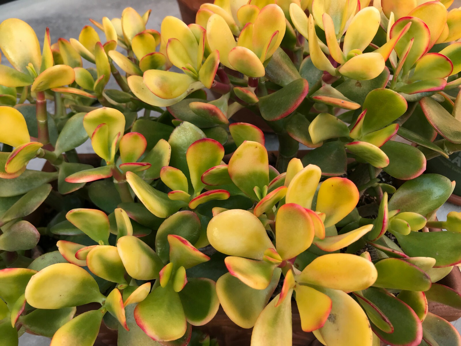 2X Golden Jade Plant Huge 4-5″ Cuttings Hummels Sunset Crassula Ovata Argentea
