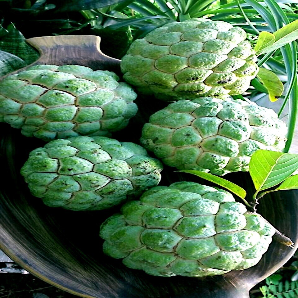 ORGANIC “Sugar Apple” Fruit Tree Seeds (Annona squamosa) Tropical Sweetsop Plant
