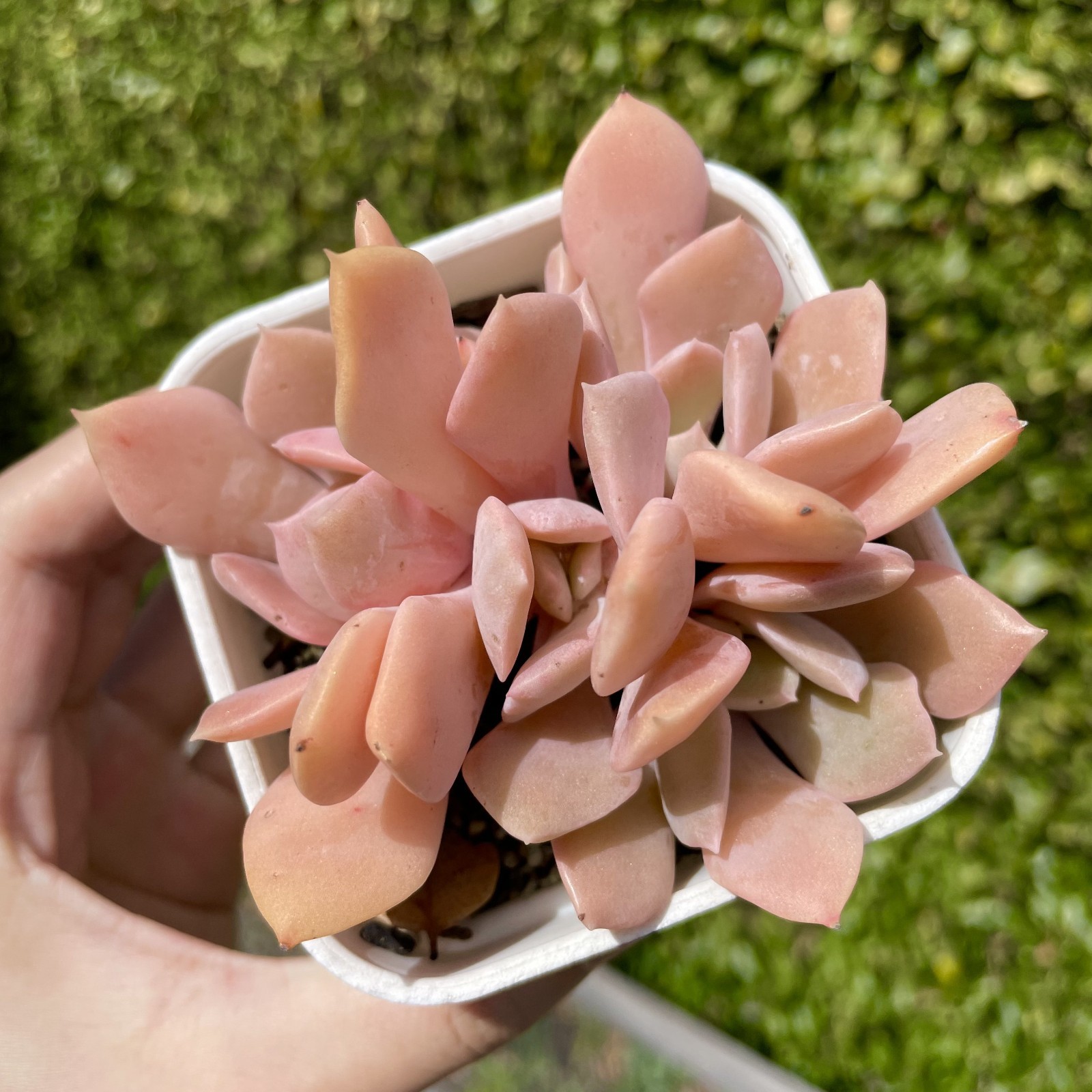 Rare Succulent Echeveria Misty Lilac 5-Head 3 Inches Pink Rooted Live Plant