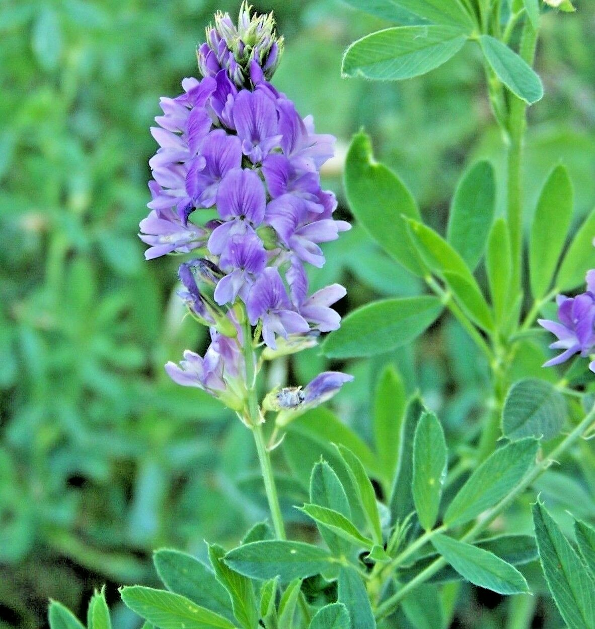 ALFALFA 150 SEEDS SPRING GARDEN MICROGREENS COVER CROP GREENS JUICING HEIRLOOM