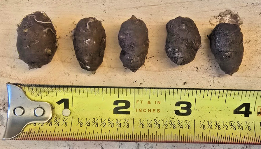 FIVE (5) AMORPHOPHALLUS DUNNII BULBS VOODOO LILY ARUM TUBER CORM AROID