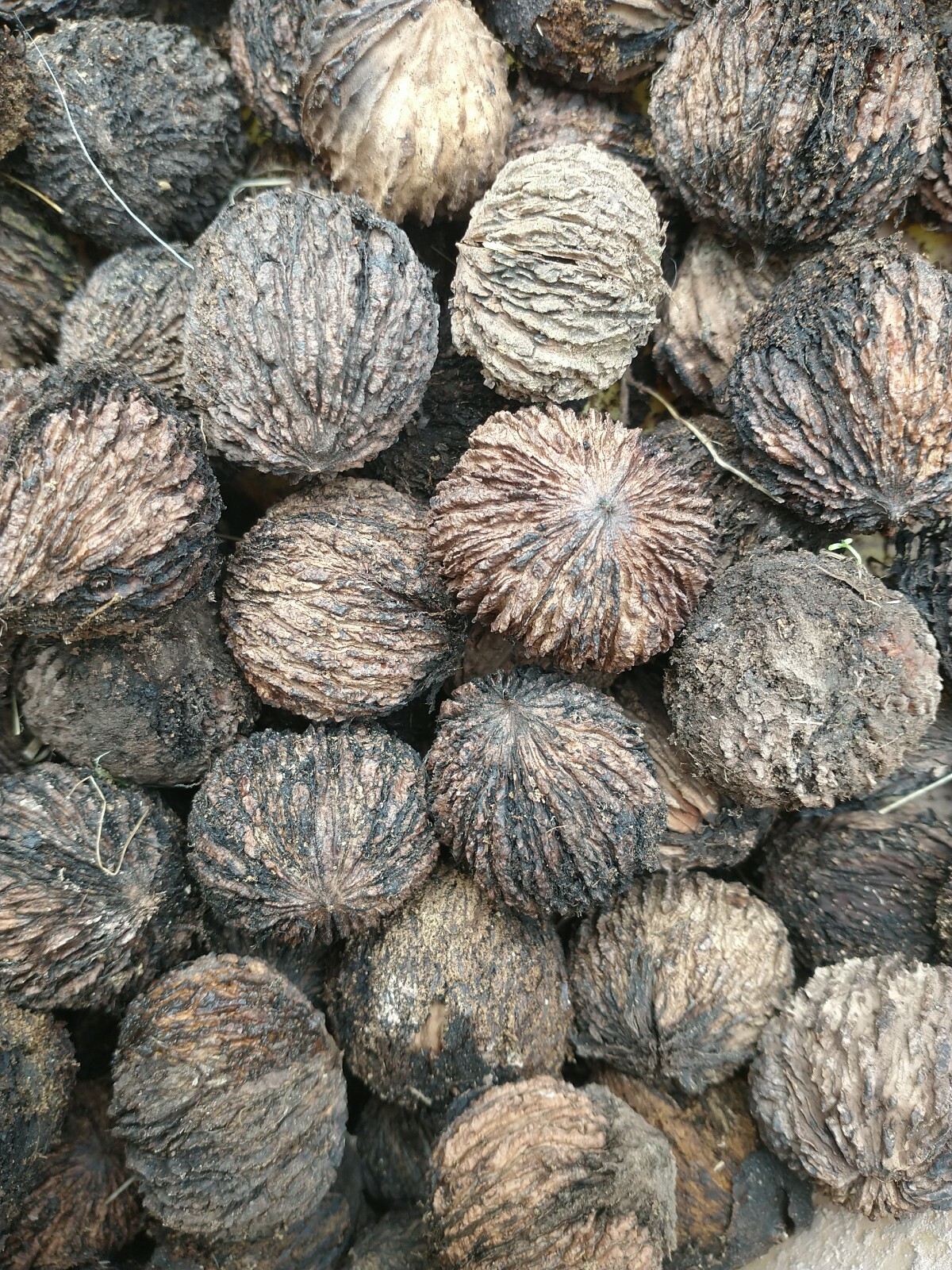 10 BLACK WALNUT TREE SEED NUTS Juglans Nigra FRESH harvest Pennsylvania