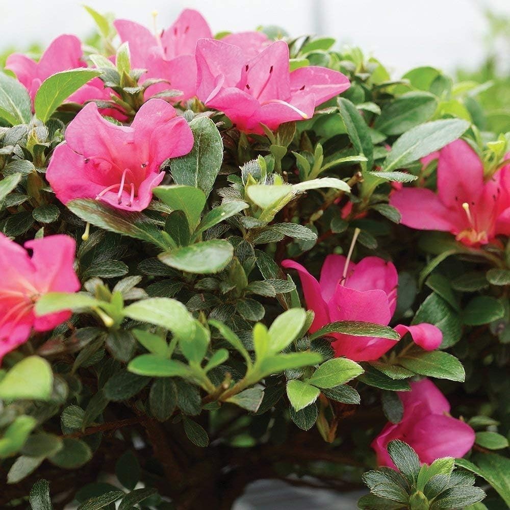 USA Grown Satsuki Azalea Bonsai – Ceramic Pot Included