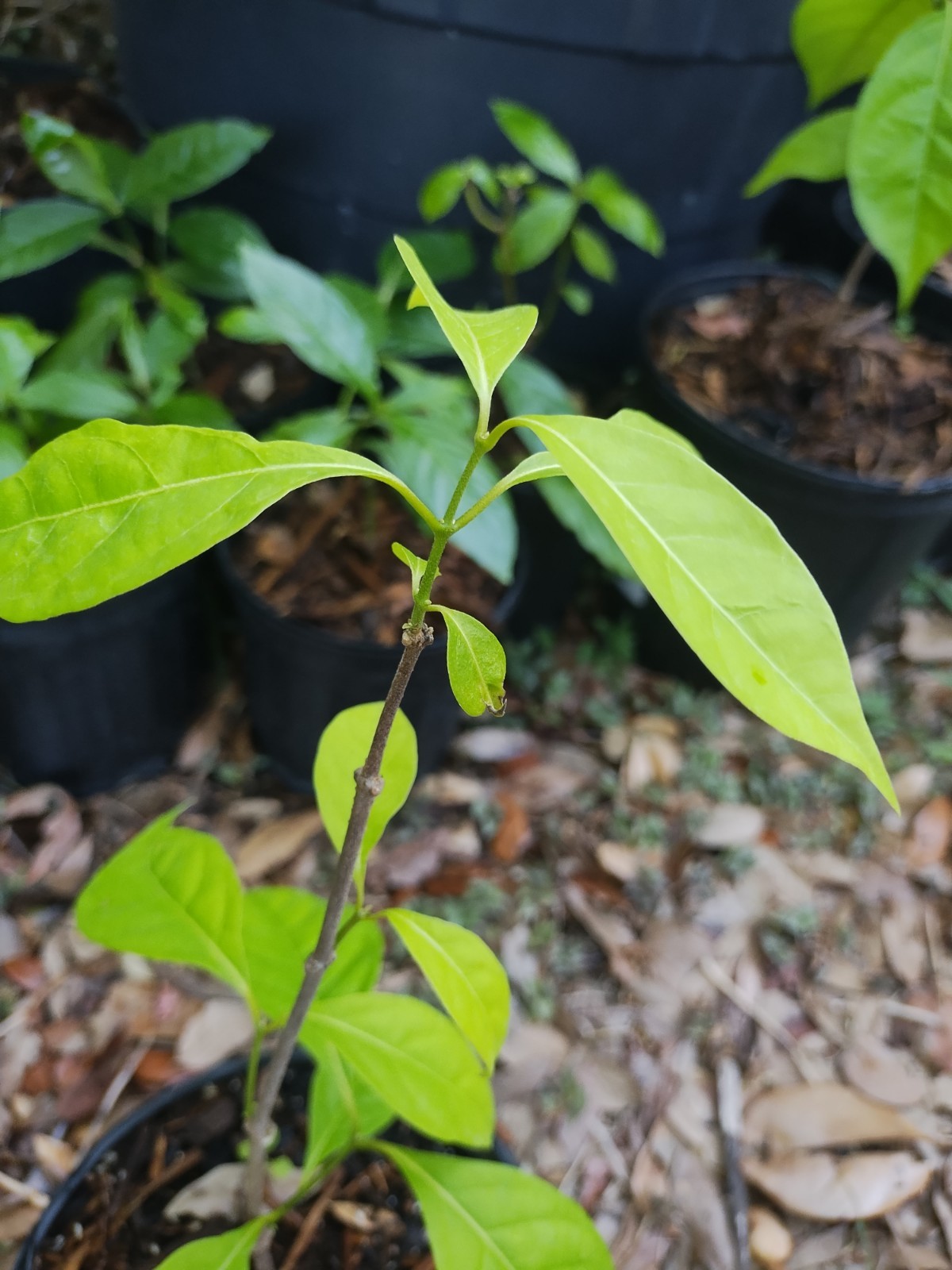 Rare South American Vine, Banisteriopsis C. Plant 18 Inches Tall