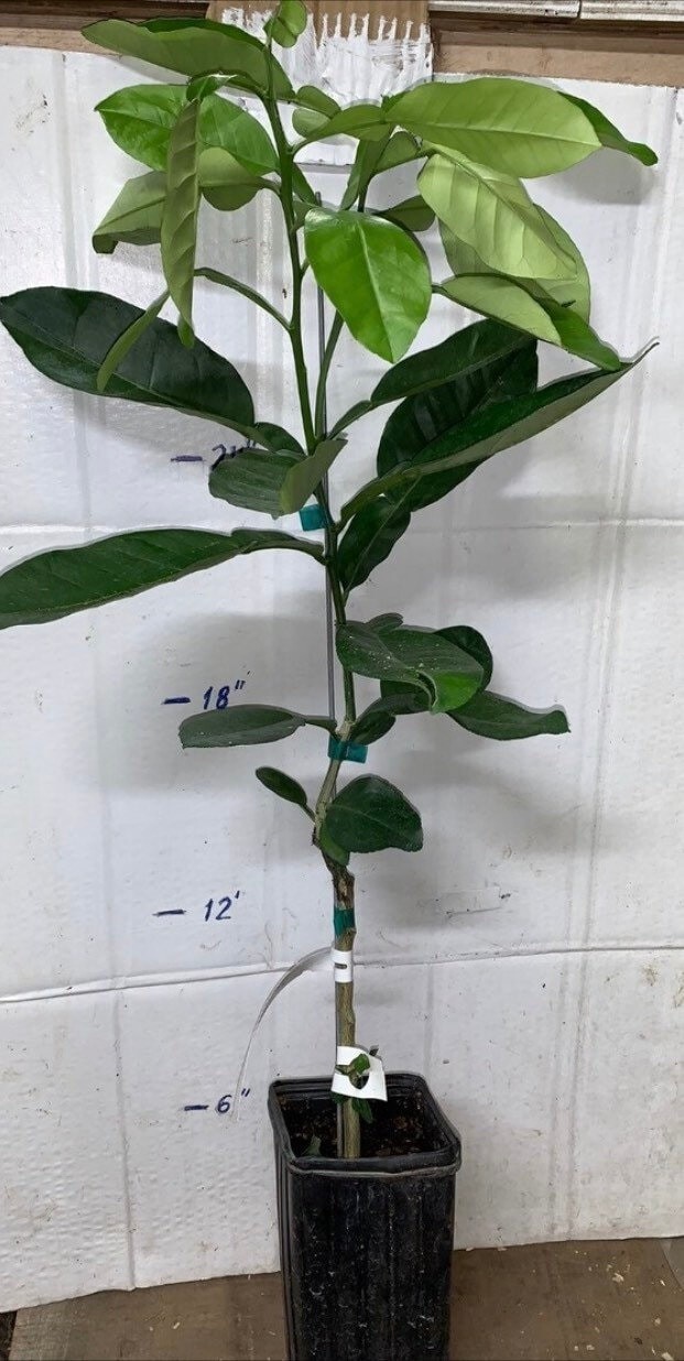 For California only! Lane Late Navel Semi-Dwarf Orange 18-36″ tall, grafted