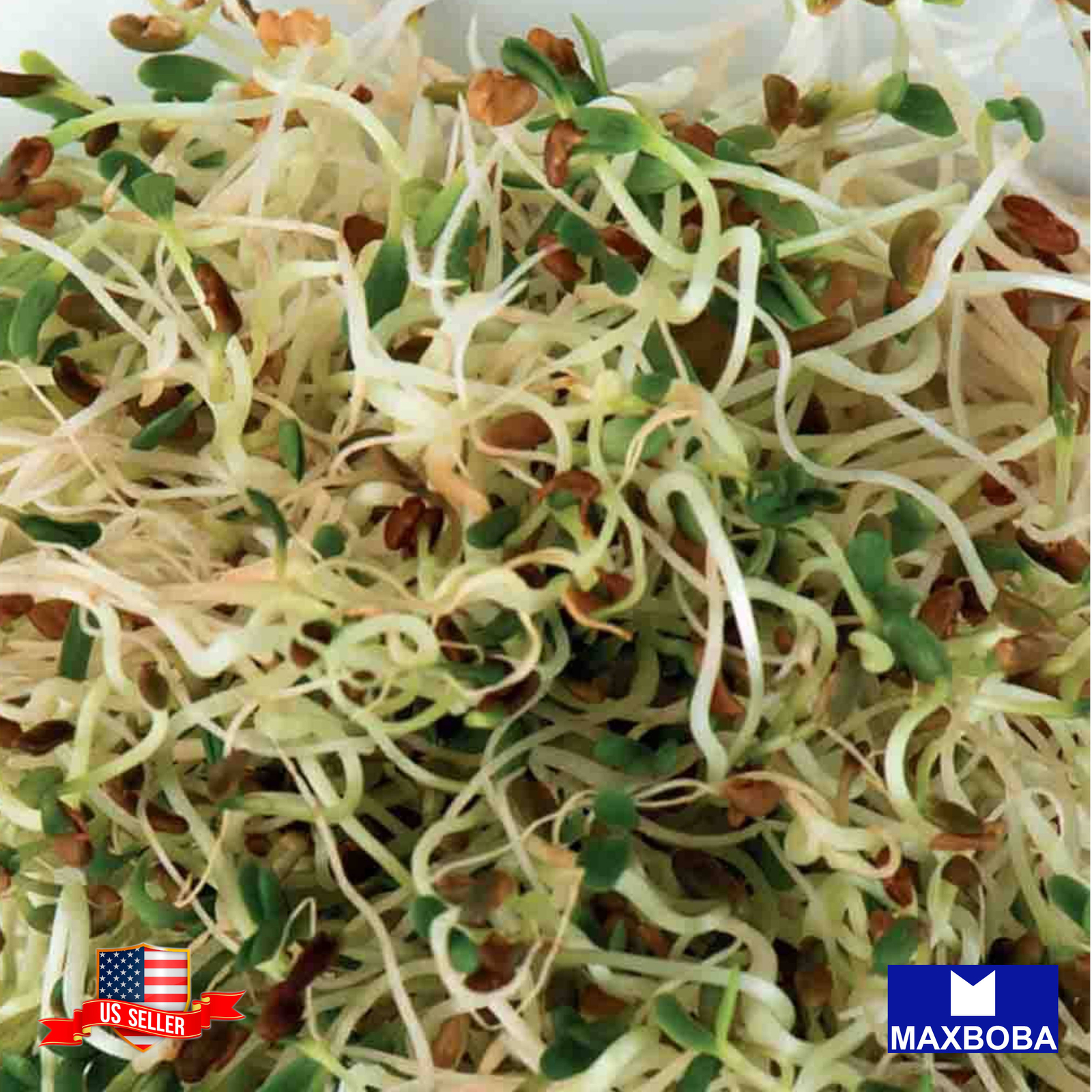 Alfalfa – Organic – Sprouting Seeds Non-GMO Heirloom