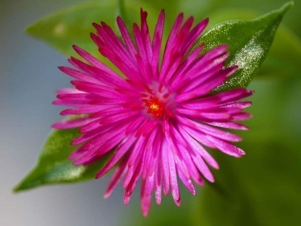 Variegated Baby Sun Rose | Live Plants | Aptenia Cordifolia Variegata | Easy…