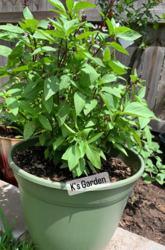THAI BASIL, OCIMUM BASILICUM SEEDS, HẠT HÚNG QUẾ, 泰國羅勒 | 90% GERMINATION |