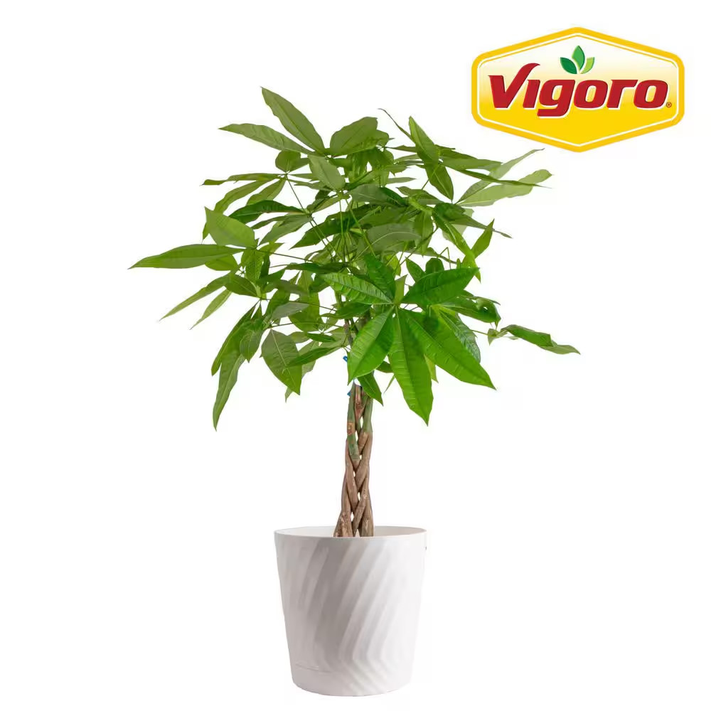 Pachira Braid Indoor Money Tree Plant in 10 In. Decor Planter Avg. Shipping Heig