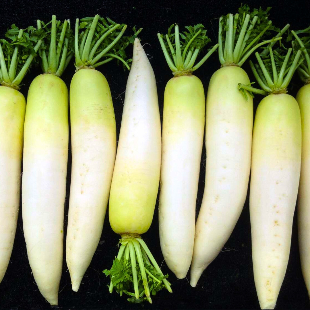 Fresh Daikon Radish Japanese Minowase Seeds | Heirloom Non-GMO | Vegetable Seeds