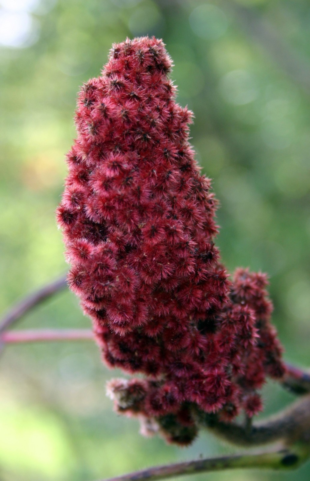 Staghorn sumac 1-2 year old, Pink lemonade plant!! Bare root