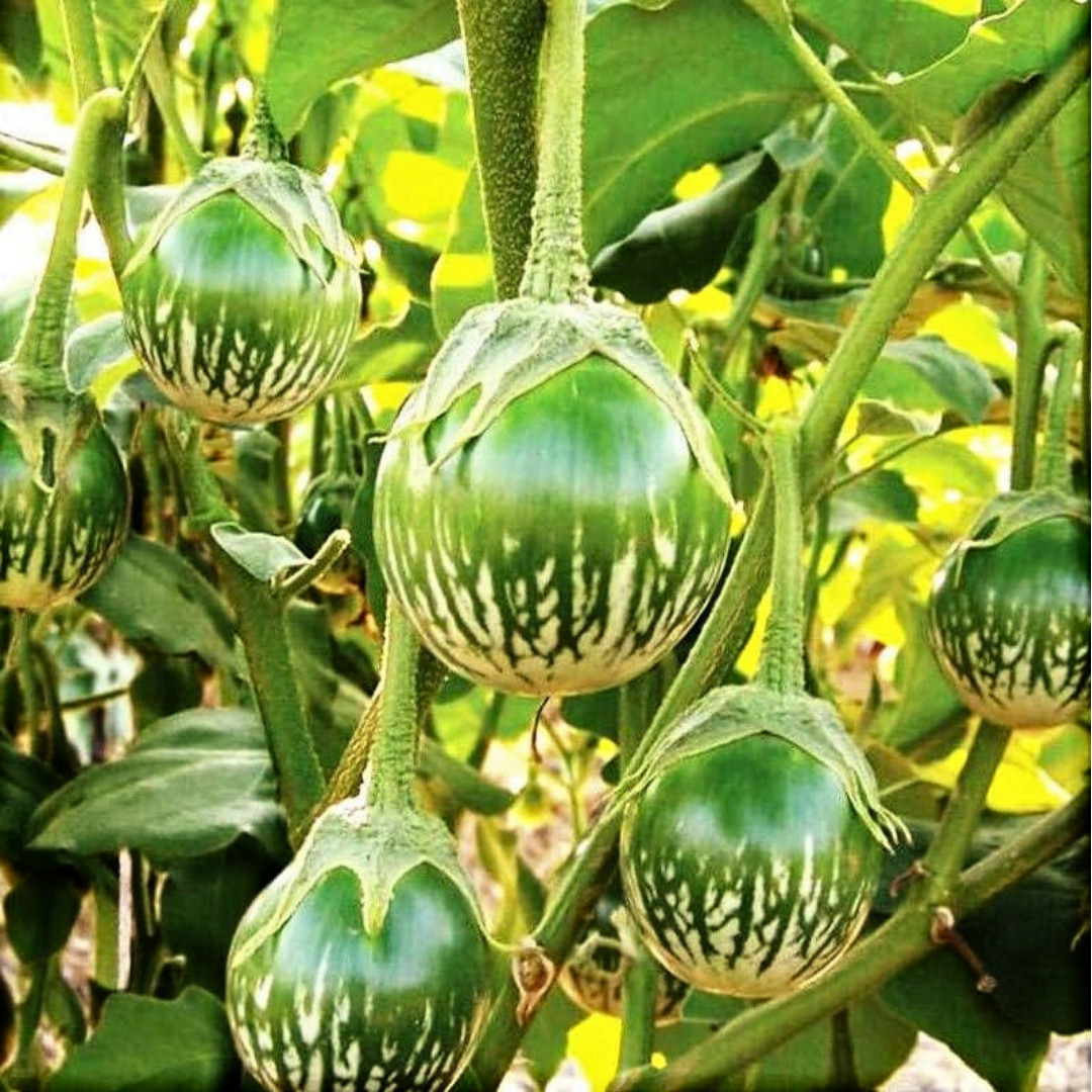 Fresh Thai Eggplant Seeds | Ngai Gwa | Heirloom Non-GMO | Asian Vegetable Seeds