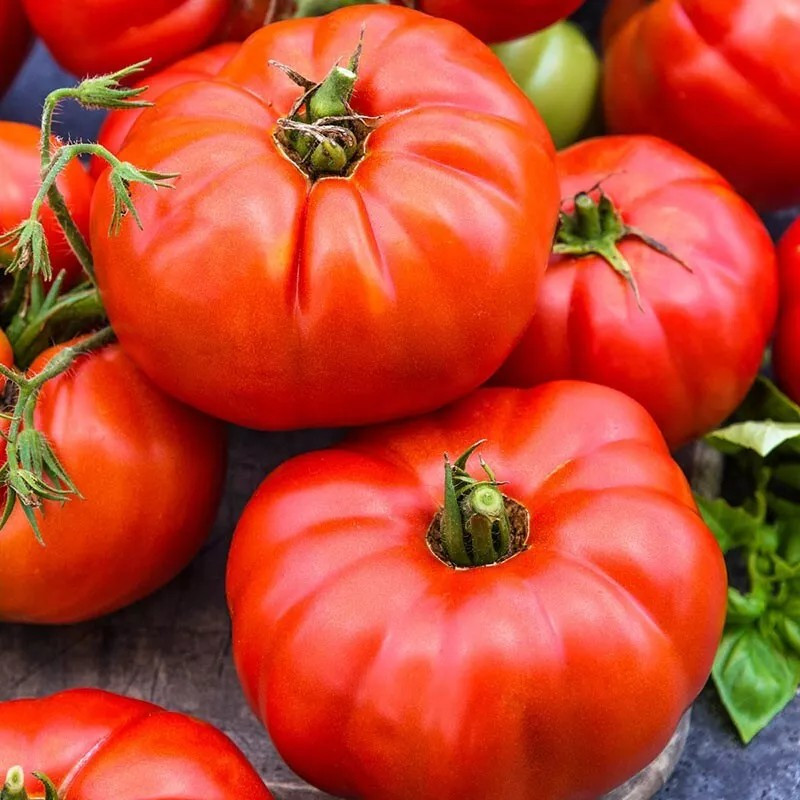 240+ Jersey Tomato Seeds – Beefsteak – Organic – NON GMO —— FRESH