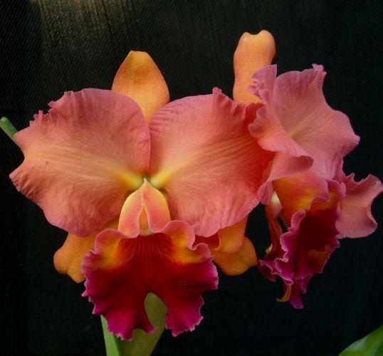 Orchids laelia Cattleya OV3163 Pot. Rainbow x Blc. Ella Mangis–Flasks