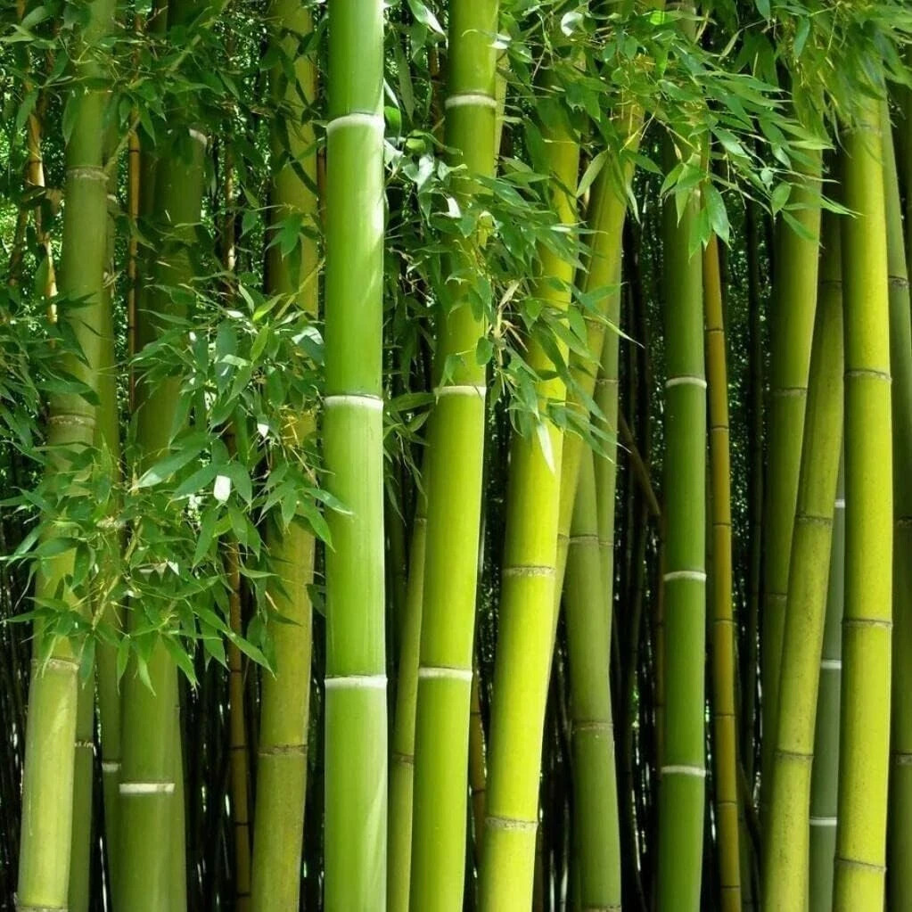 Giant Green Bamboo Seeds for Planting – 100 Bamboo Seeds Fast Growing
