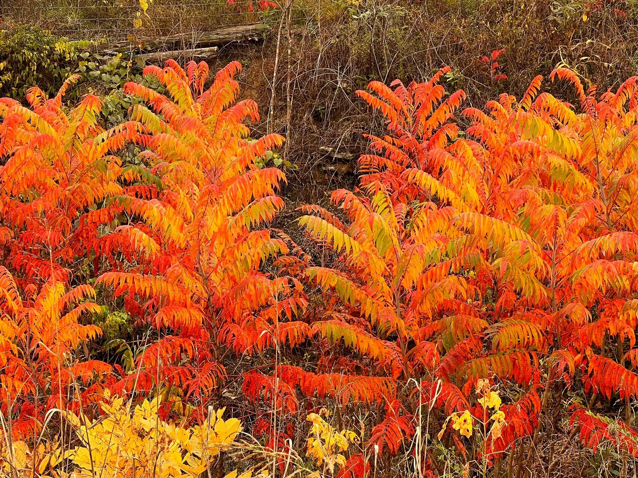 1 Flameleaf Sumac 12-24″ Tall Bare Root Rhus copallinum