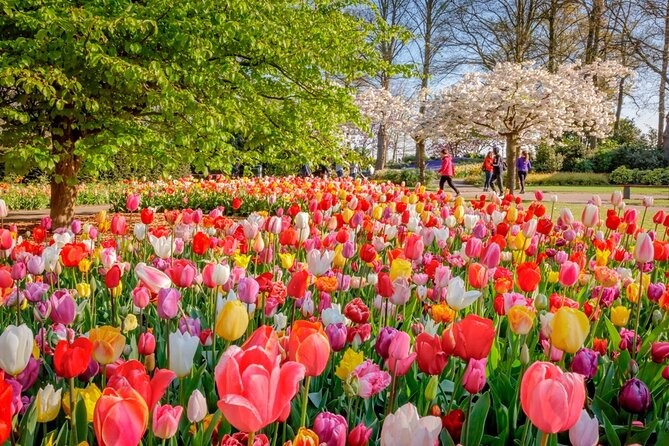 Tulip Mix All Colors and Kinds 5 Bulbs 12+ cm