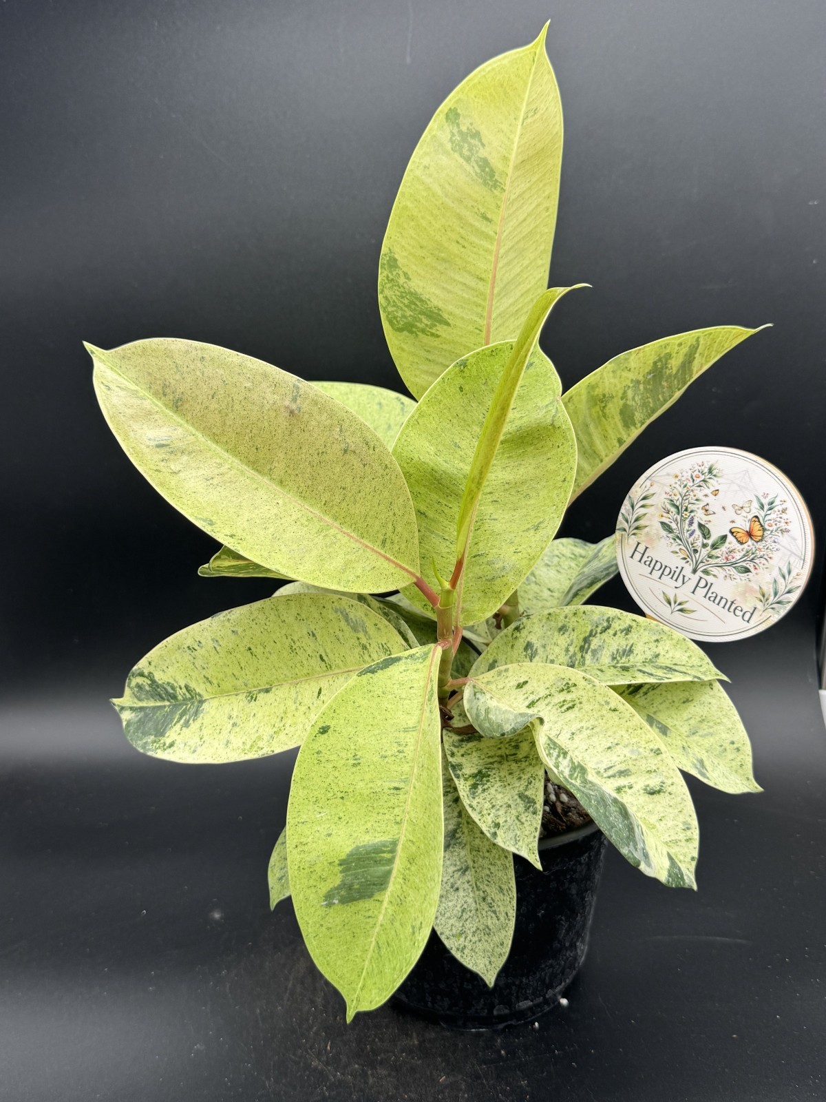 Ficus Shivereana Moonshine – Exact Plant – 16″ tall – 6″ Pot – Free Shipping
