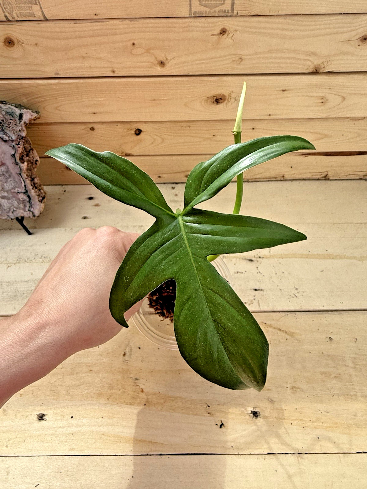 Philodendron Florida Green Plant Cutting Rooting in Moss Cut from Mature Mom