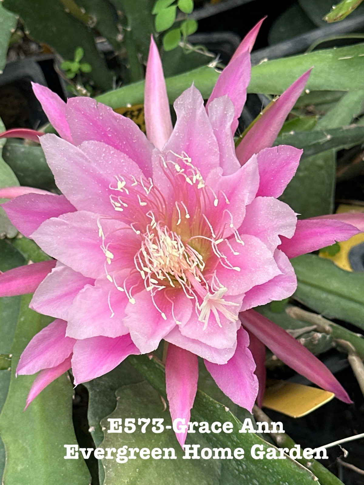 Rooted Epiphyllum Orchid Cactus “Grace Ann” Growing In 4” Starter Pot.