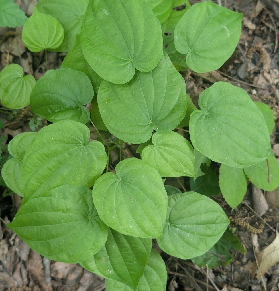 Live Bare Root Assortment Of 40 Wild Native Plant & Wildflowers For Transplant