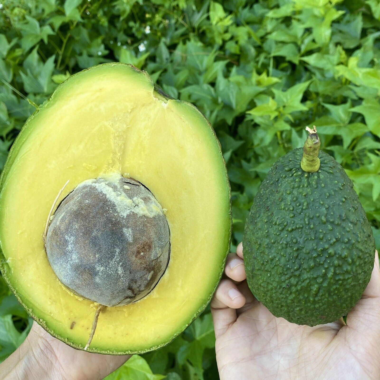 Marcus Pumpkin Avocado 5 Cuttings – Live Avocado Propagation Material – Premium