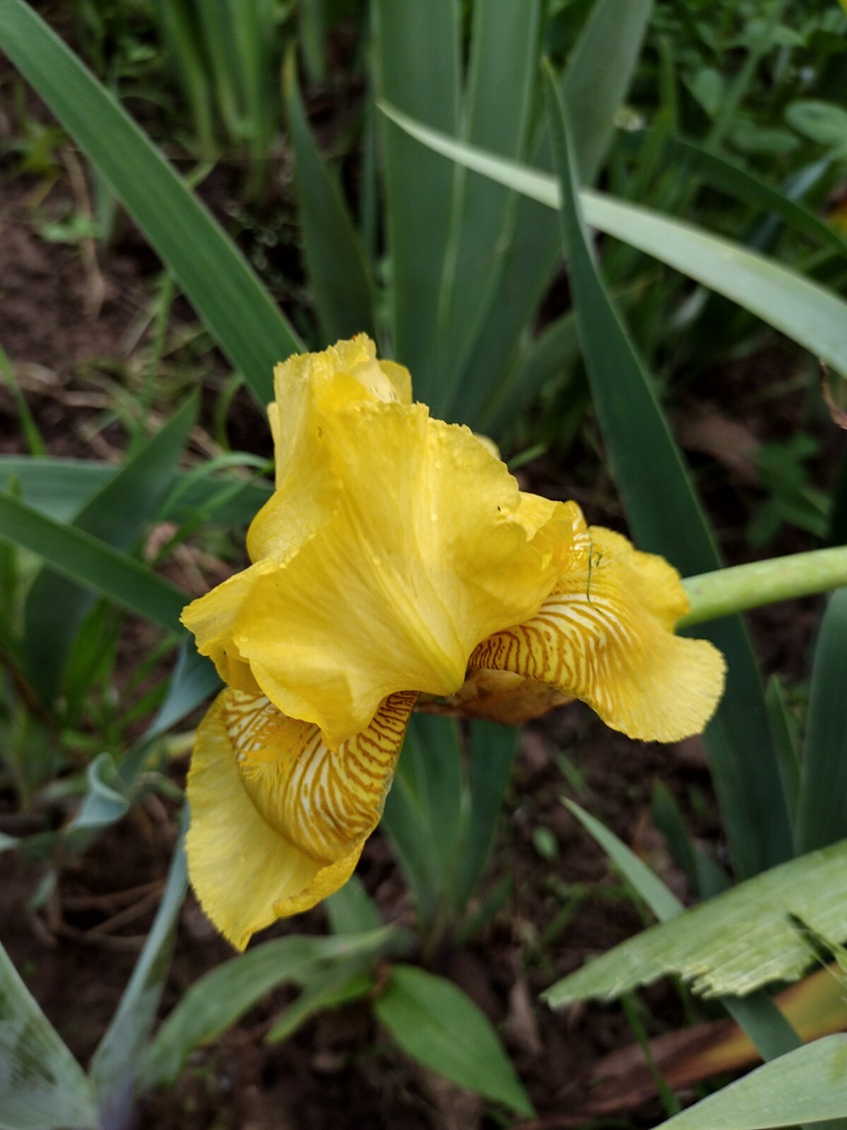 7x MIXED VARIETIES/COLORS IRIS BULBS RHIZOMES Fresh