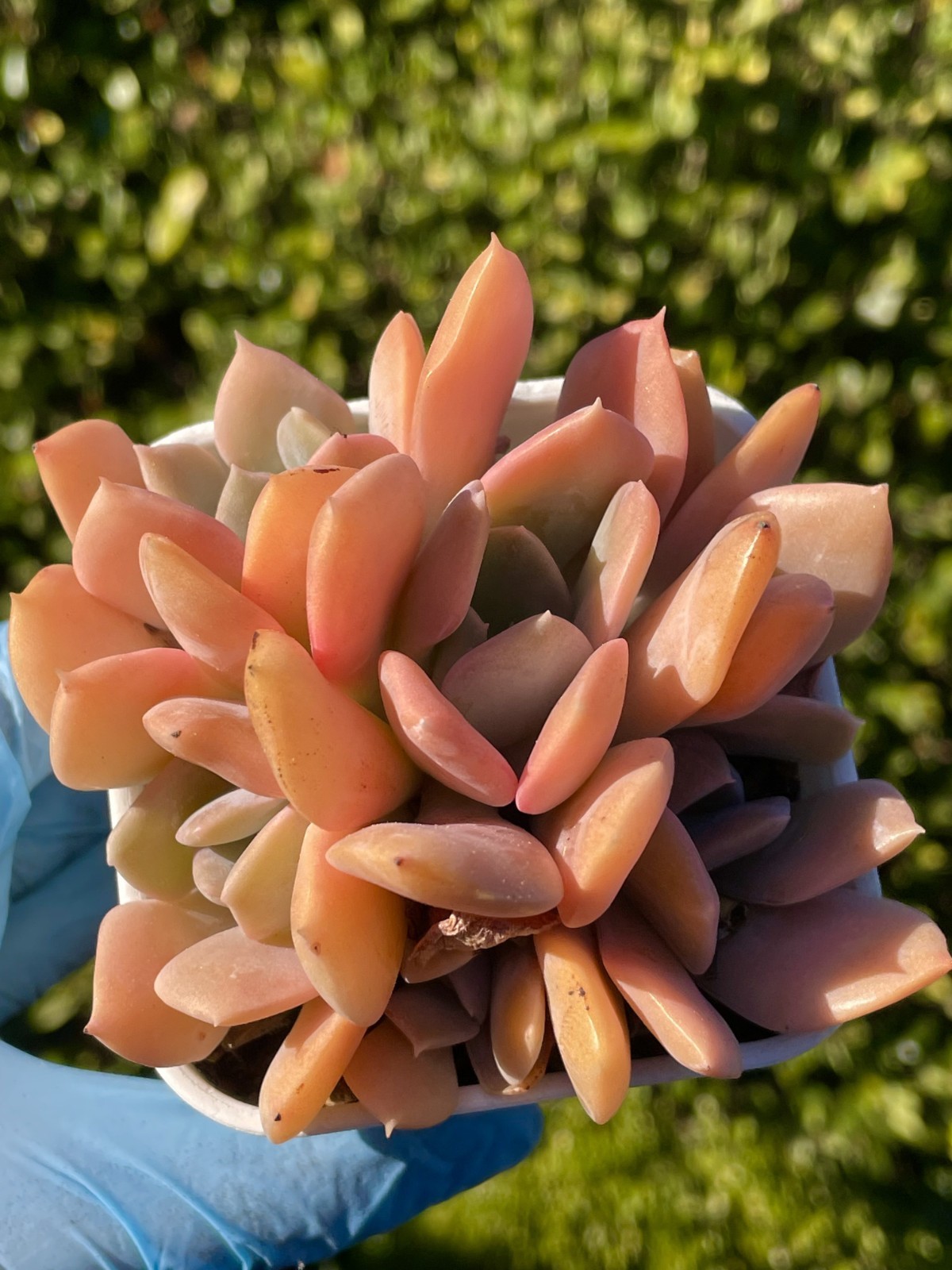 Rare Succulent Echeveria Misty Lilac 5-Head 3 Inches Pink Rooted Live Plant