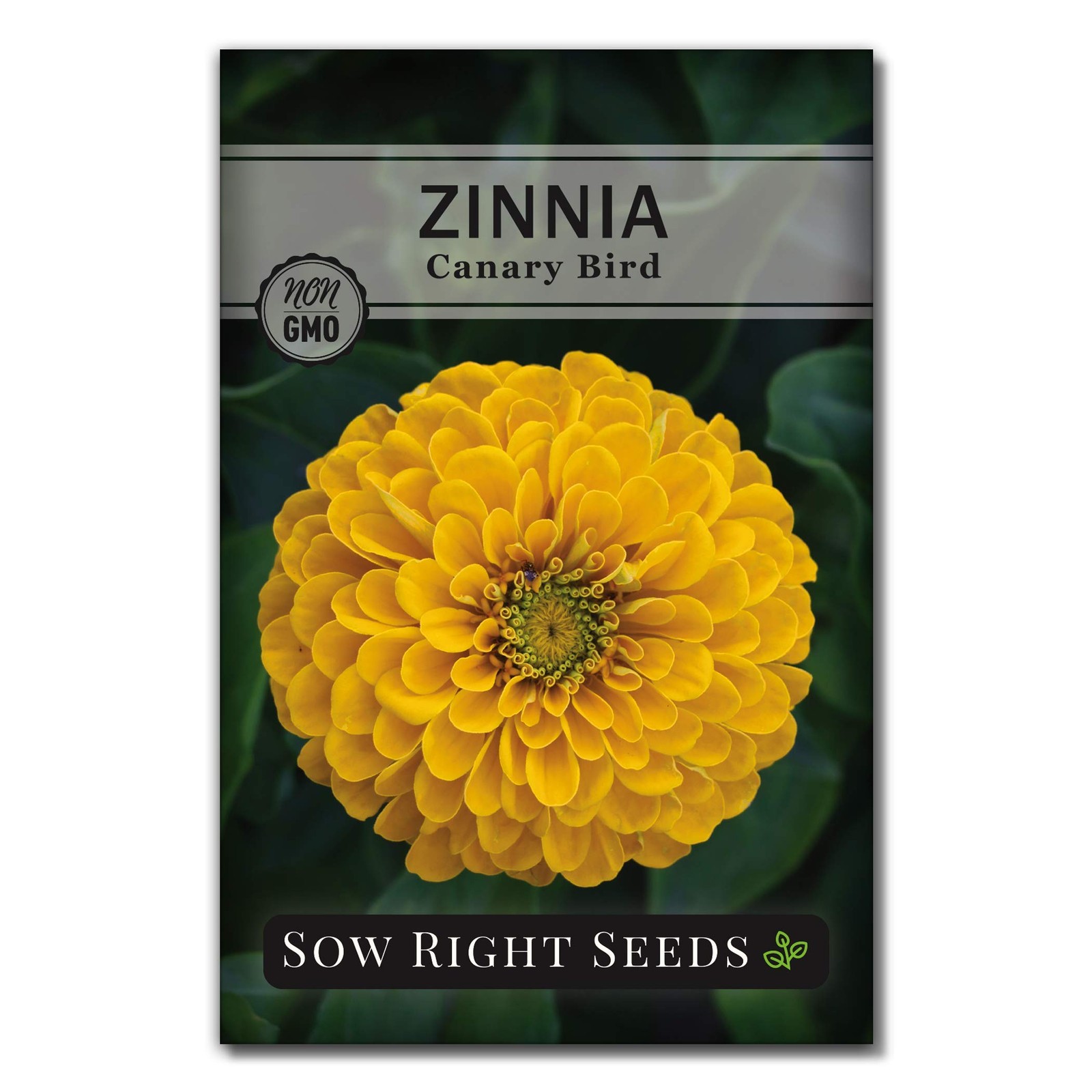 Canary Bird Zinnia Seeds For Planting Large Yellow Annual Blooms Non-GMO Cut