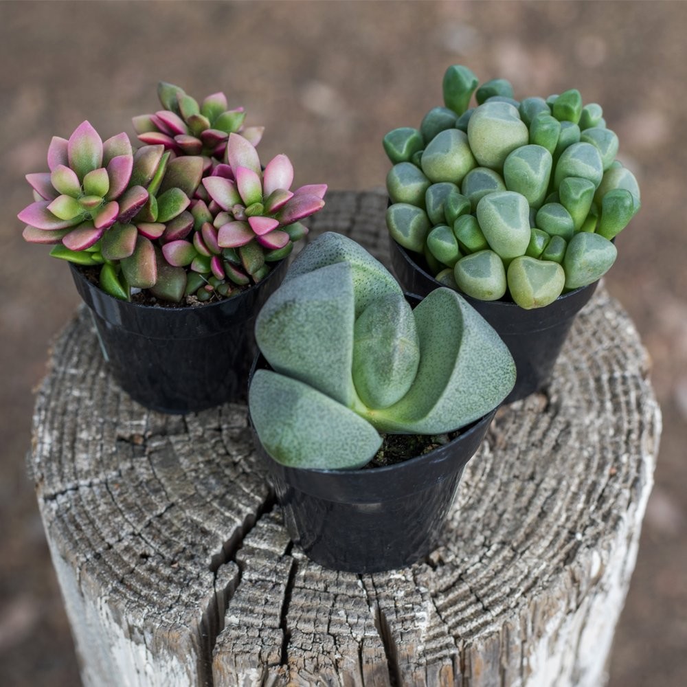 Altman Plants Assorted Succulents Mimicry Collection 2.5 8 Pack Assorted Live