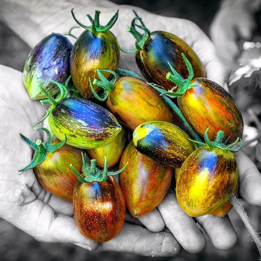 Brad’s Atomic Grape Tomato Seeds (Solanum lycopersicum) RARE Heirloom NON GMO