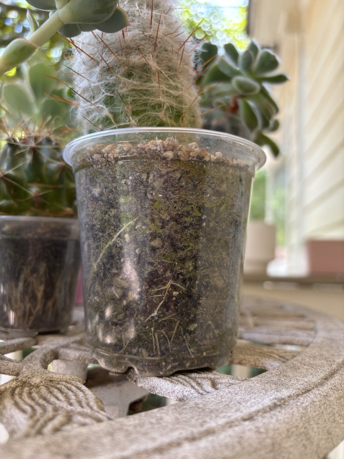 Old Man Cactus Rooted in 4″ Nursery Pot Succulent Houseplant Live Plant